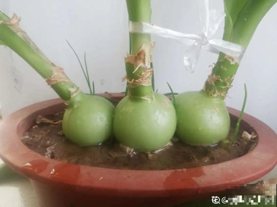 植物长了个大肚子，超级耐旱，一个月不浇水也死不了