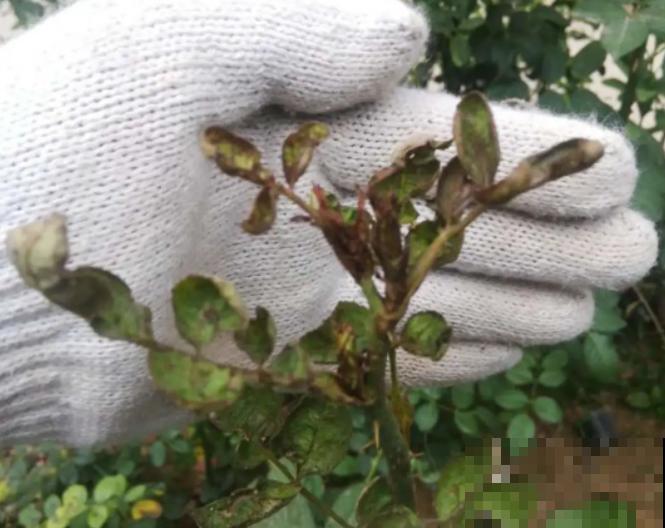 花园“三剑客”，可不太好养，能养好的都是高手