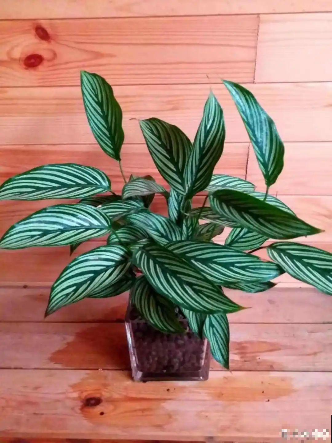 半死不活的花,扔水里,突然长疯了 半死不活的花,扔水里,突然长疯了