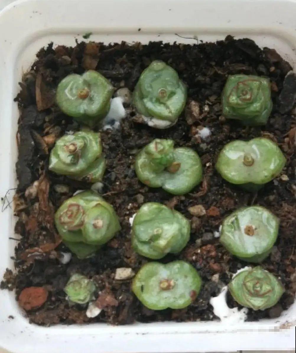 6种花夏天扦插,枝条剁8段、撒土里,3岁小孩都能插活! 6种花夏天扦插,枝条剁8段、撒土里,3岁小孩都能插活!