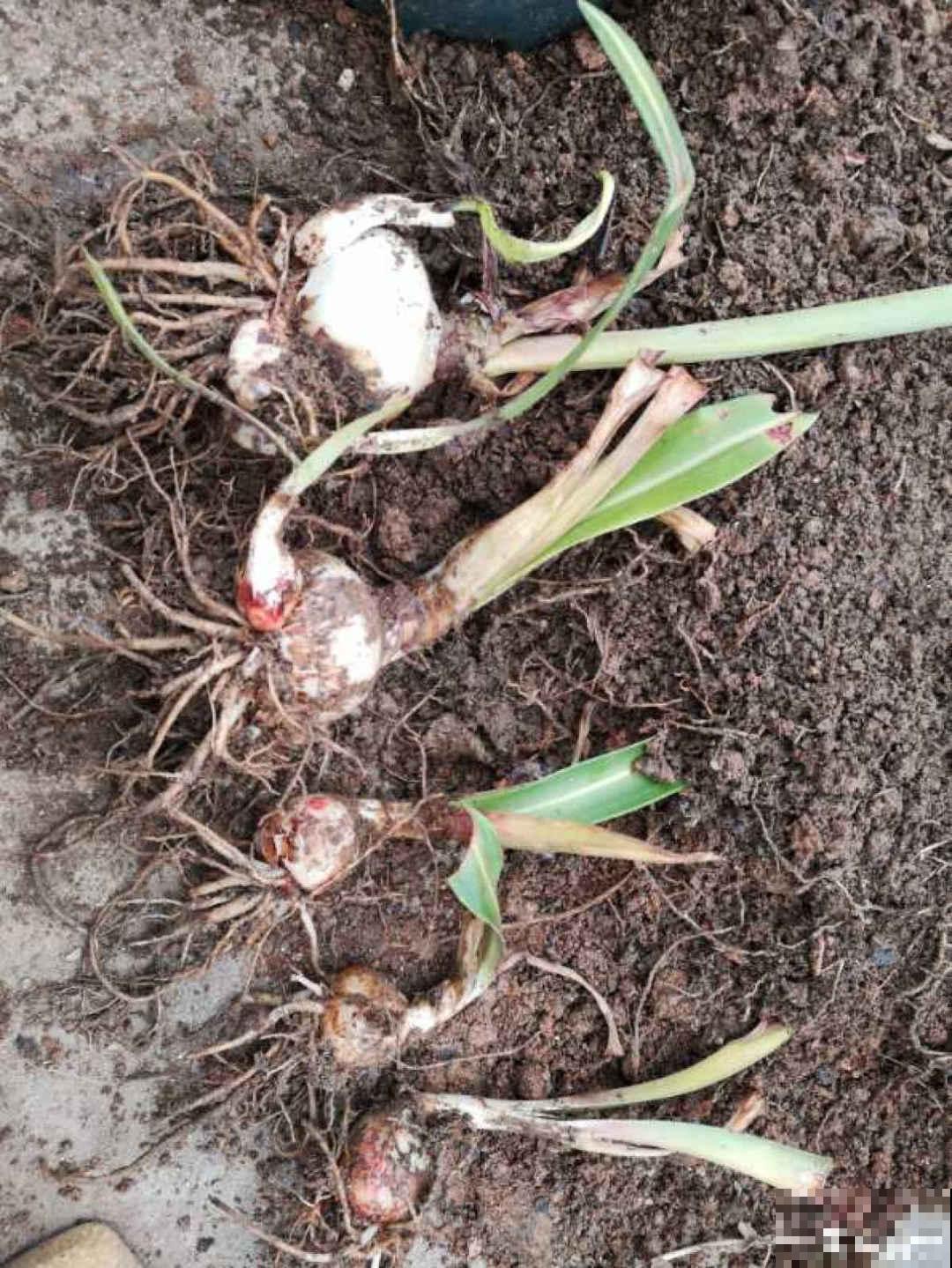 春天最佳繁殖季，扦插播种分株压条，成活率特高