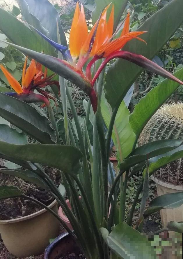 10种花越高越值钱,能长到2米,大高个霸气镇宅! 10种花越高越值钱,能长到2米,大高个霸气镇宅!