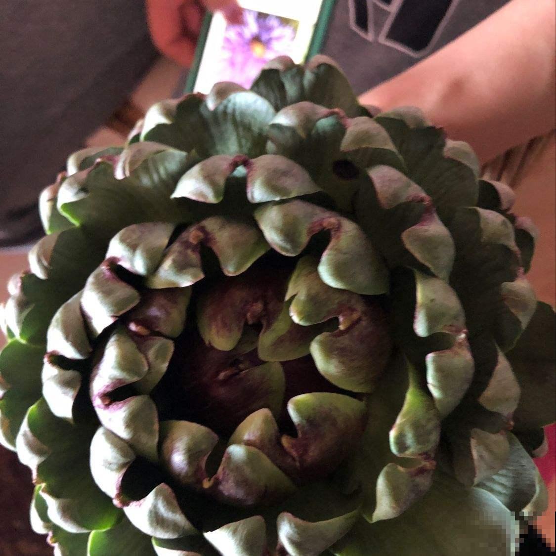 路边没人要的野花，外国人当成菜吃，味道有些奇怪