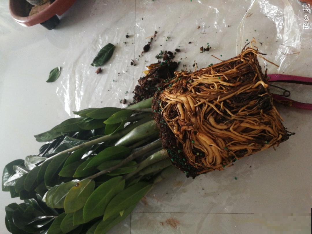 9种花是富贵命,必须大盆养,小盆养会憋死 9种花是富贵命,必须大盆养,小盆养会憋死