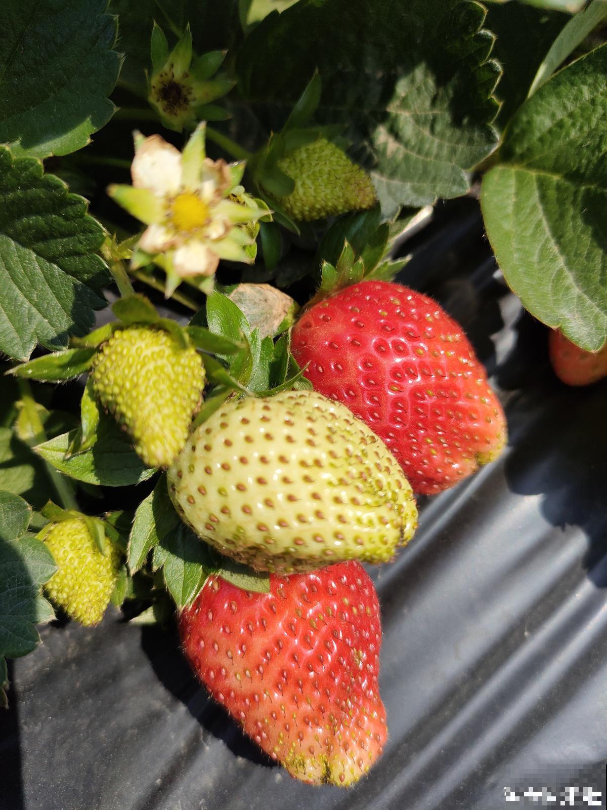 春天在家养盆草莓,初夏就能吃只需一块草莓皮 春天在家养盆草莓,初夏就能吃只需一块草莓皮