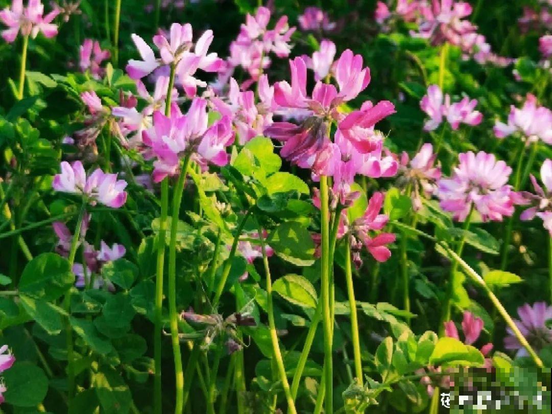 春天的野菜大全,小心辨认,千万别挖错了 春天的野菜大全,小心辨认,千万别挖错了