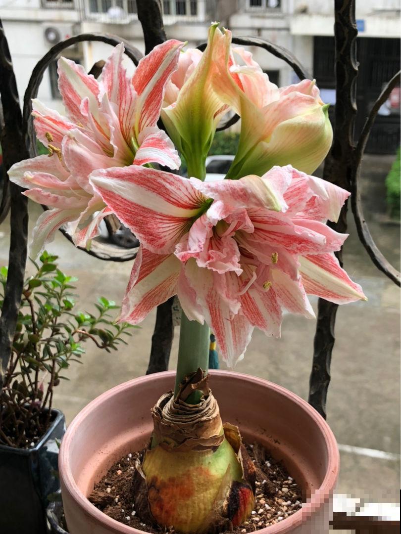 家里有个小院子，养花喝茶一辈子