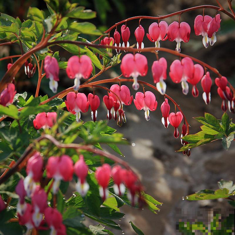 万千人宠爱耐阴花，叶子美得像油画，开花像个小荷包