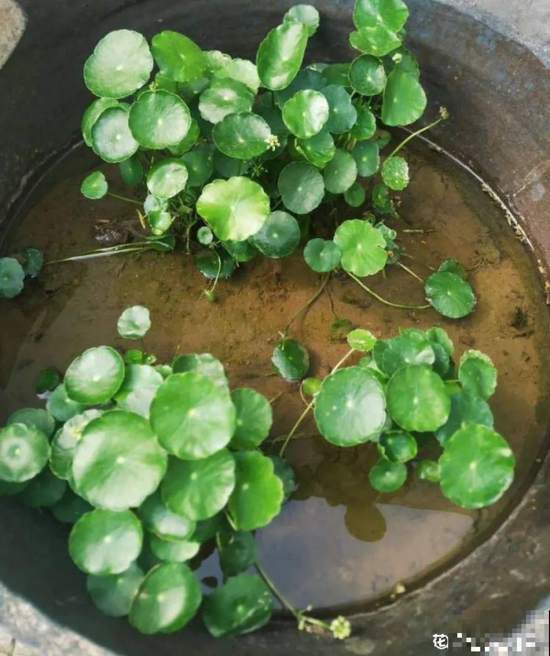 虐着养的花，剪成秃子，半月不浇水，呼呼开花