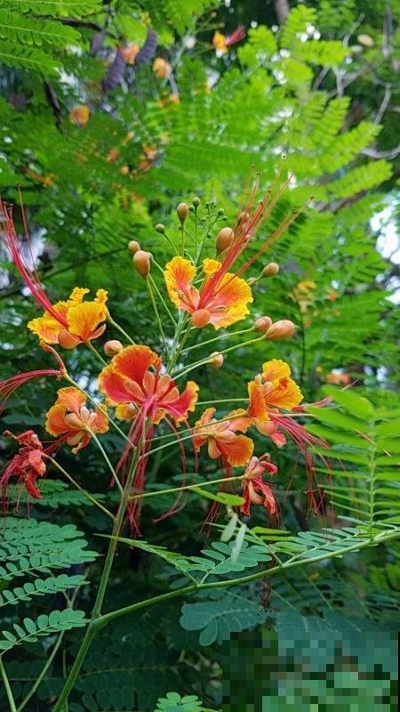 夏天不想让花热死，不如养盆金凤花，耐热颜值高