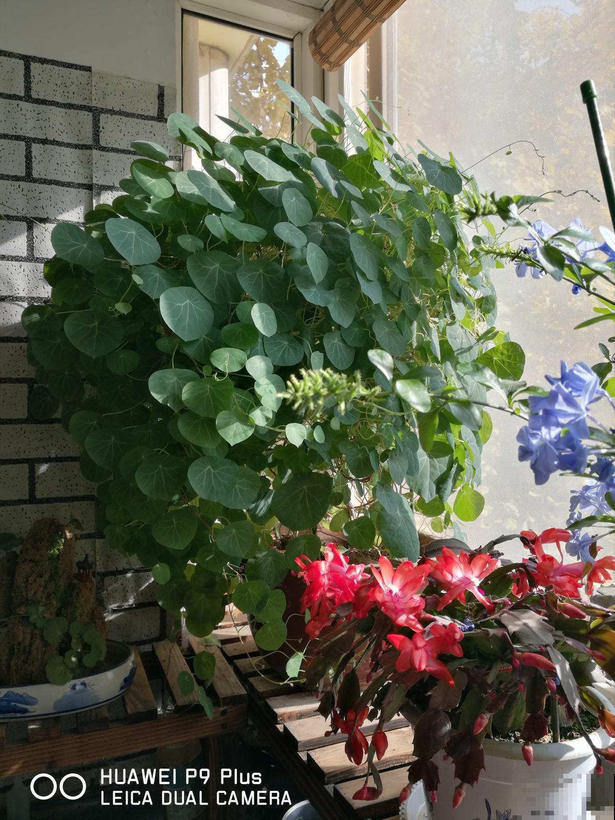 去年跟风买的网红花，没想到养得真好，一盆比一盆长得旺