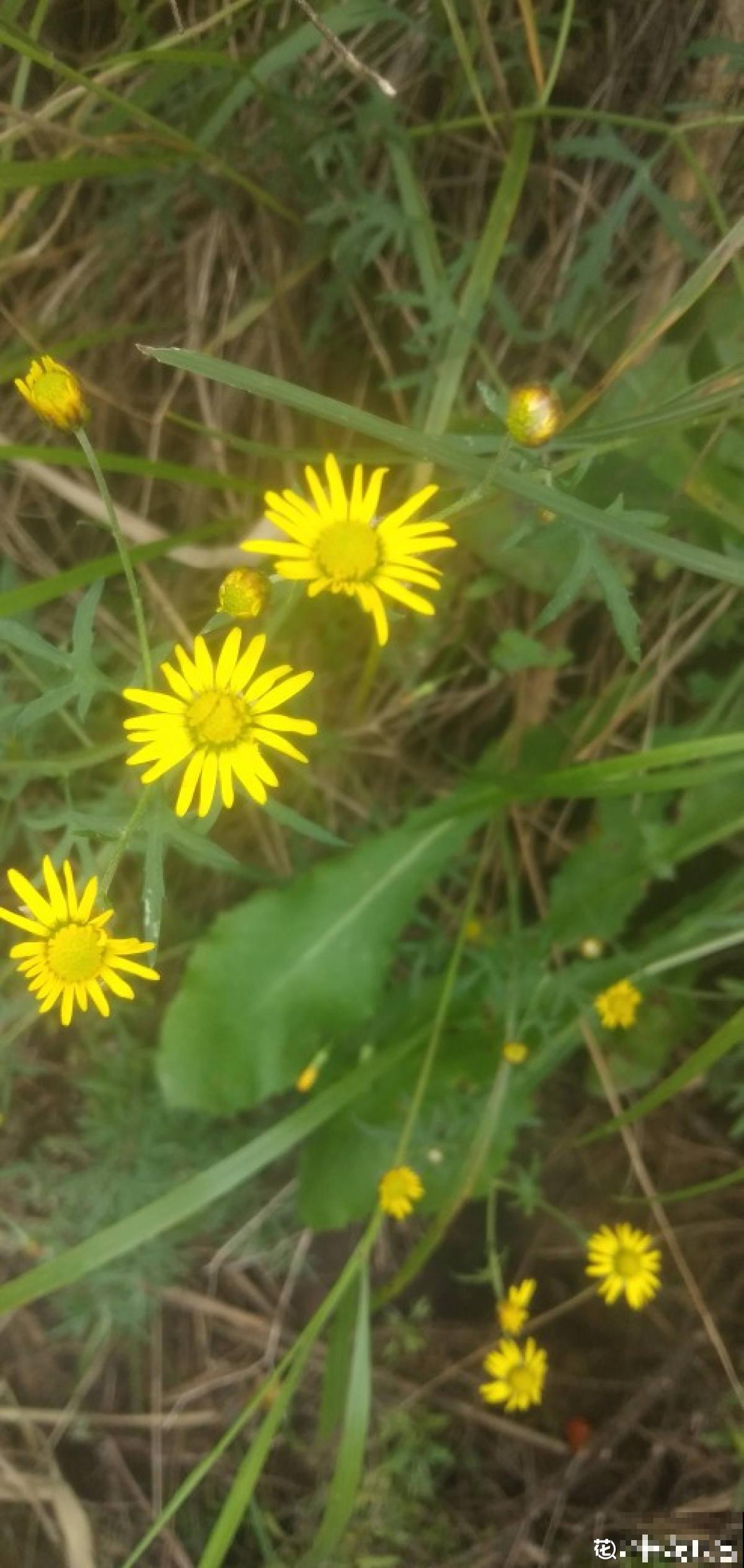 农村路边常见的花，都是药材，功效还不少