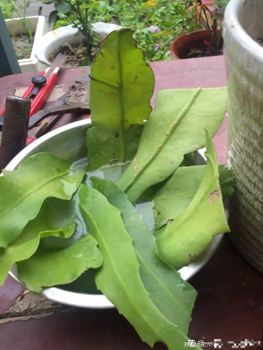 12种花真是太能生，叶子沾土就生根，实在太好活