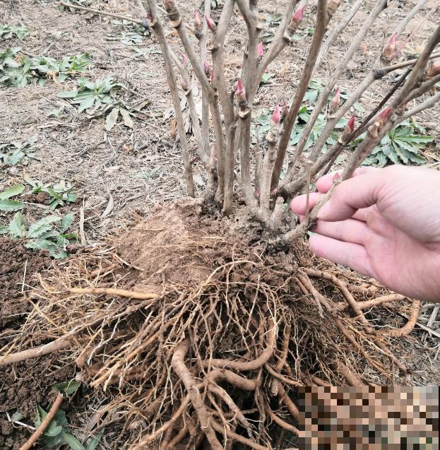 牡丹就得大花盆养，不然营养不够，很难开花