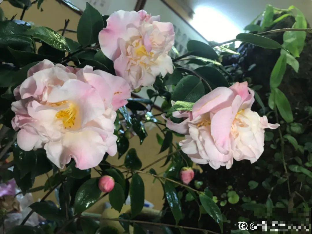 3月份养花,别急着搬出屋外,花容易死翘翘 3月份养花,别急着搬出屋外,花容易死翘翘