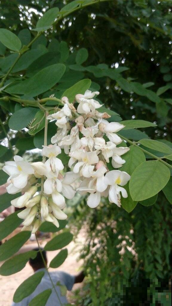 5月槐花白似雪,五一假期摘一把,回家炒鸡蛋! 5月槐花白似雪,五一假期摘一把,回家炒鸡蛋!