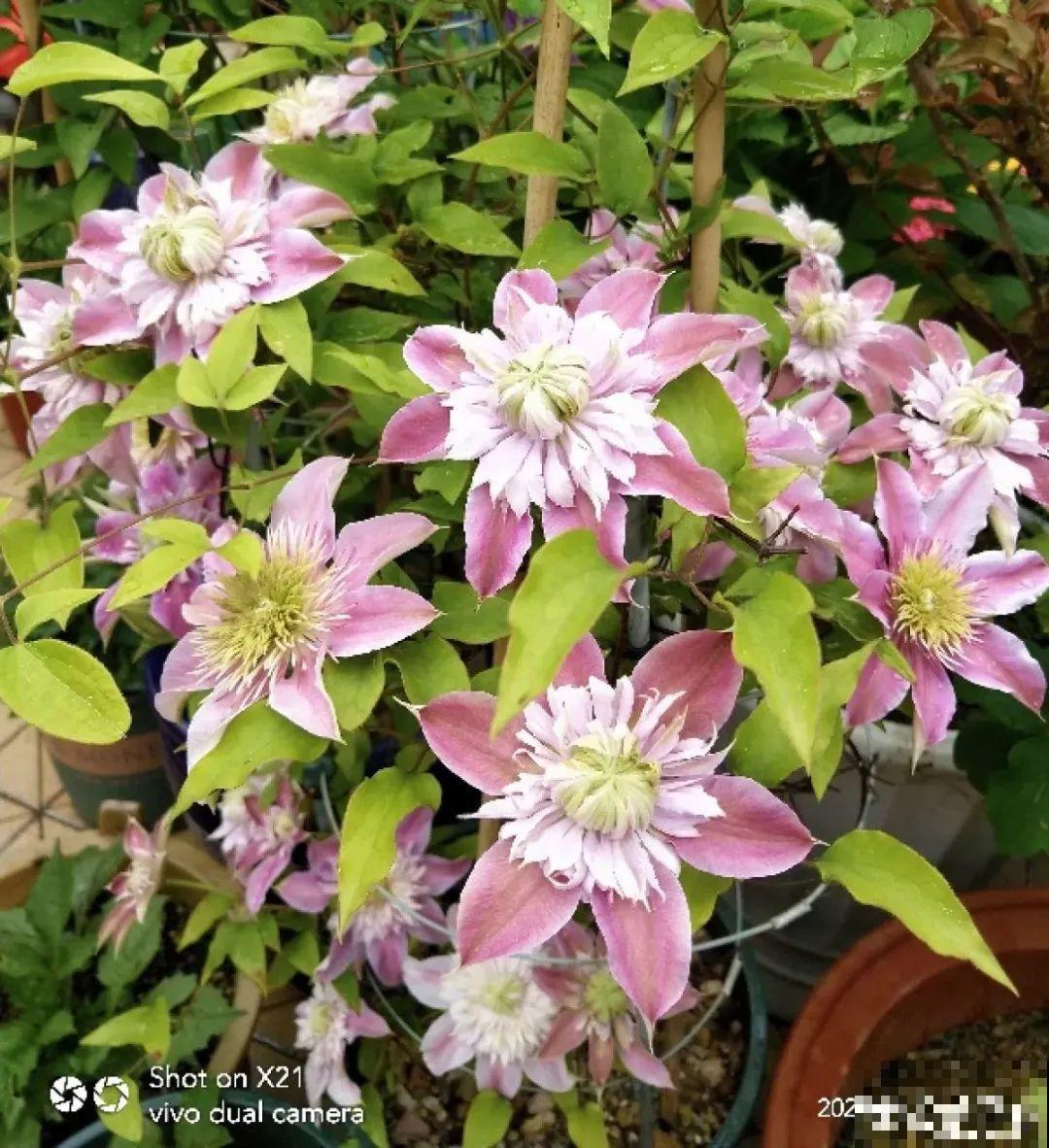 清明赏花，带上这份花卉图谱，变身行走的识花机器