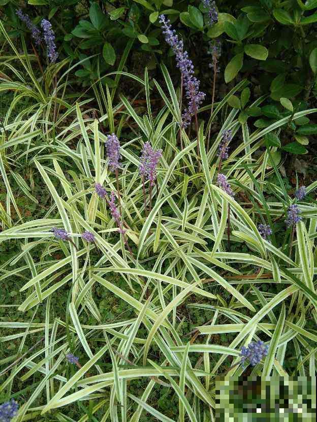 路边常见的野花,叶子像兰花,开粉色小花特可爱 路边常见的野花,叶子像兰花,开粉色小花特可爱