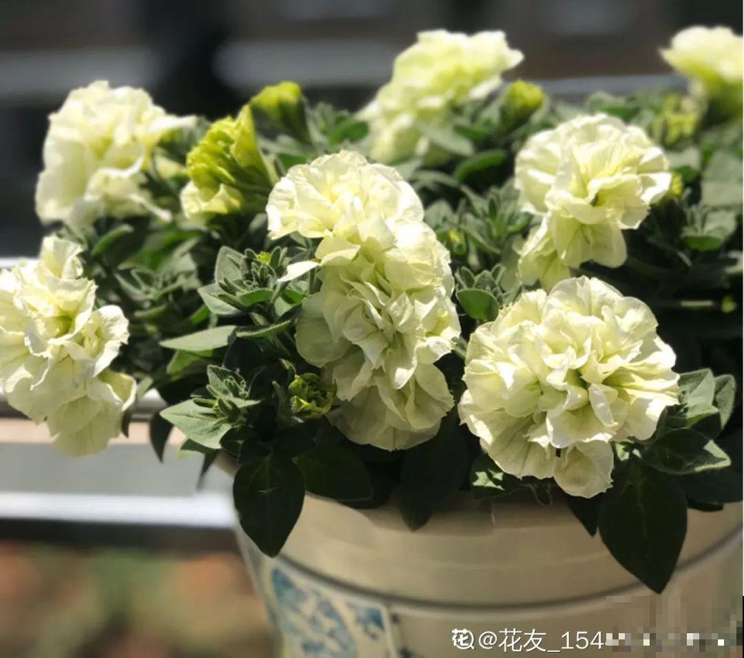 春天养盆绿色花,看着清爽干净,今年一定要养一盆 春天养盆绿色花,看着清爽干净,今年一定要养一盆