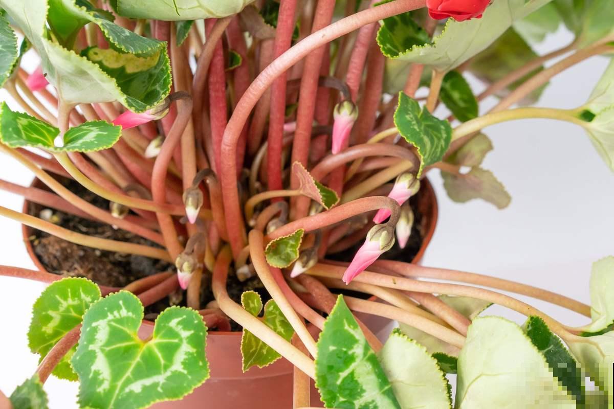 植物开花后有“后遗症”，要赶紧重视起来，不然以后难复花