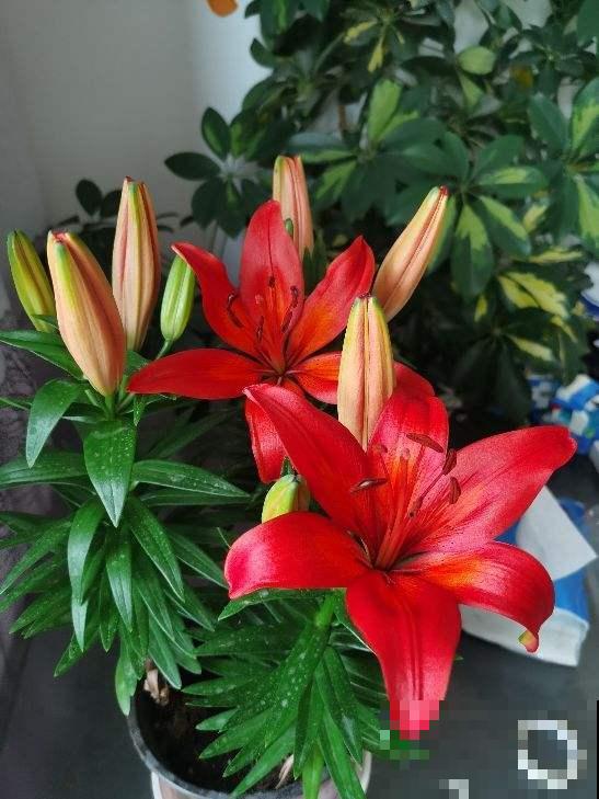 庭院里养些直立植物，院子层次感增强，搭配起来更好看