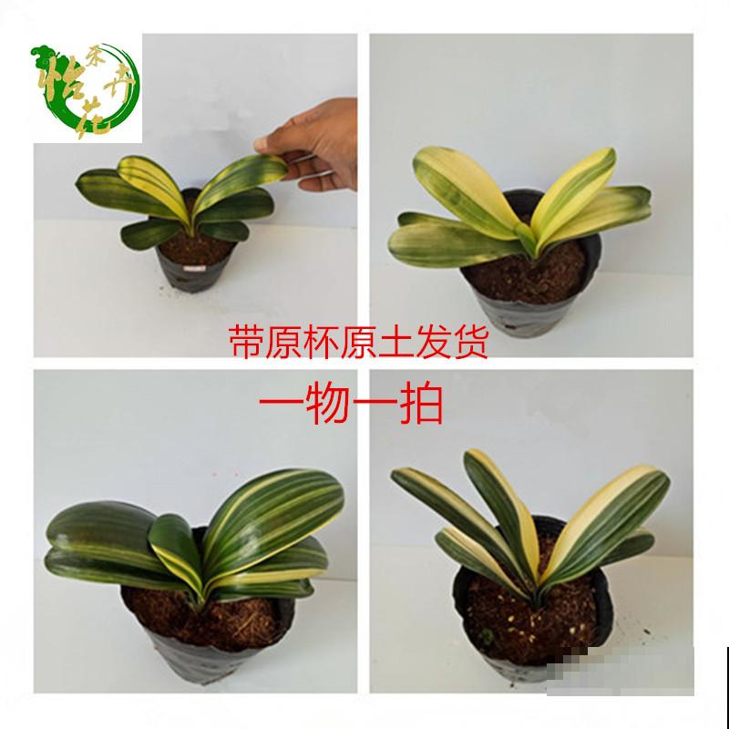 春天养护君子兰,不能将水滴进叶心,容易烂叶 春天养护君子兰,不能将水滴进叶心,容易烂叶