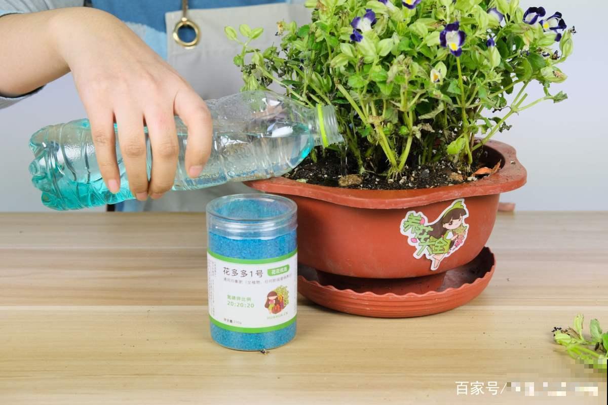 这6种修剪和清洁植物的方法，掌握了，家里花草干净长势好！