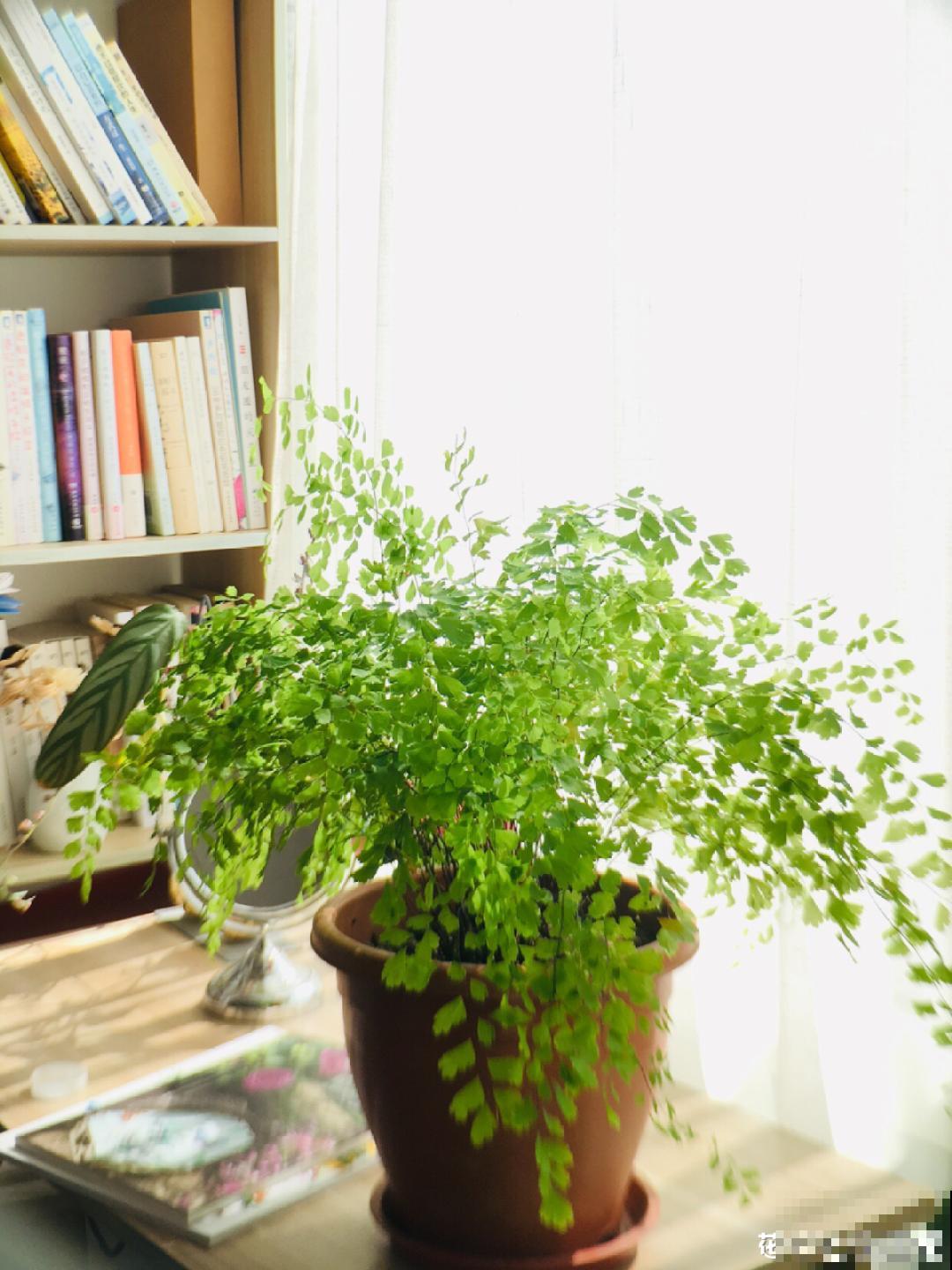 28种耐阴花，没光也能开爆盆，养在家里超有范儿