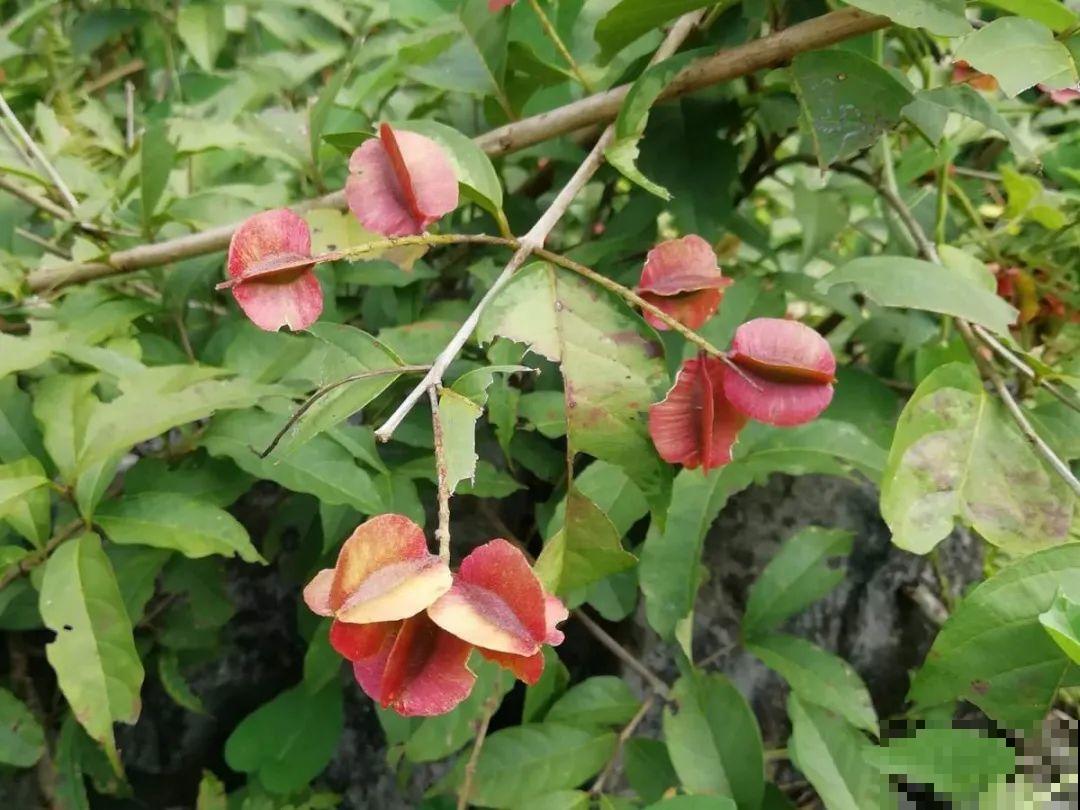 20种有毒花，看见绕道儿走，千万别乱摸