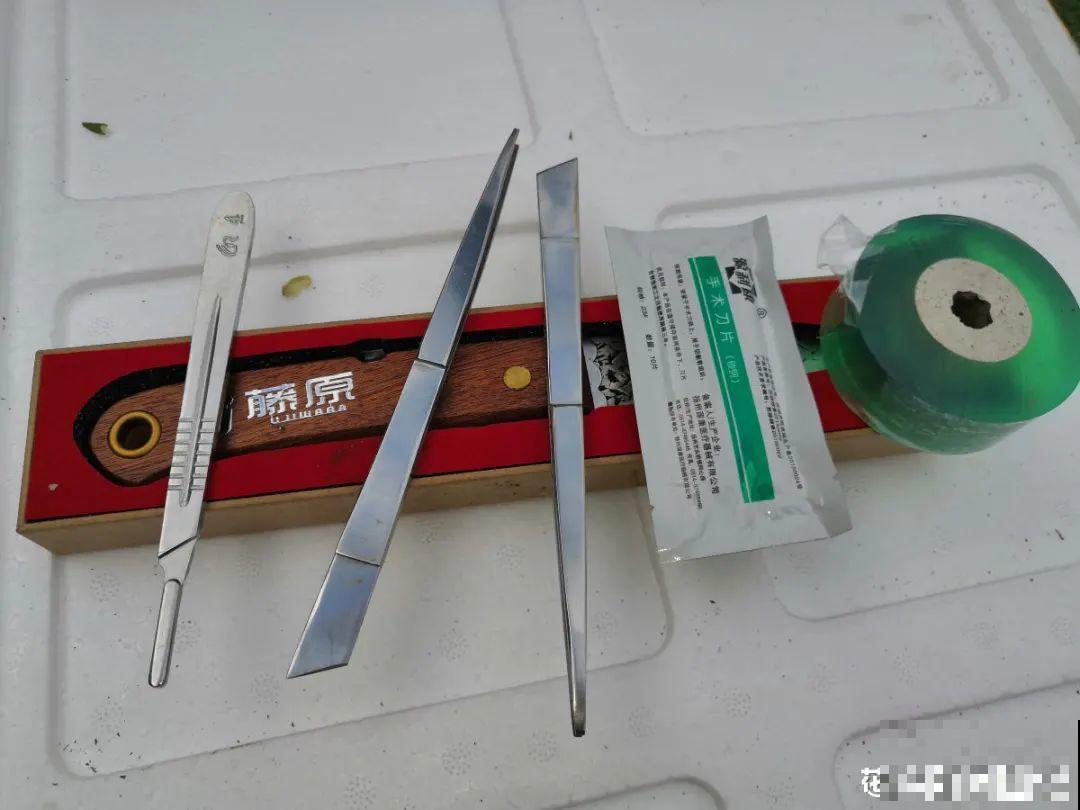 月季剪根枝绑在光杆子上，养成棒棒糖，谁见都喜欢