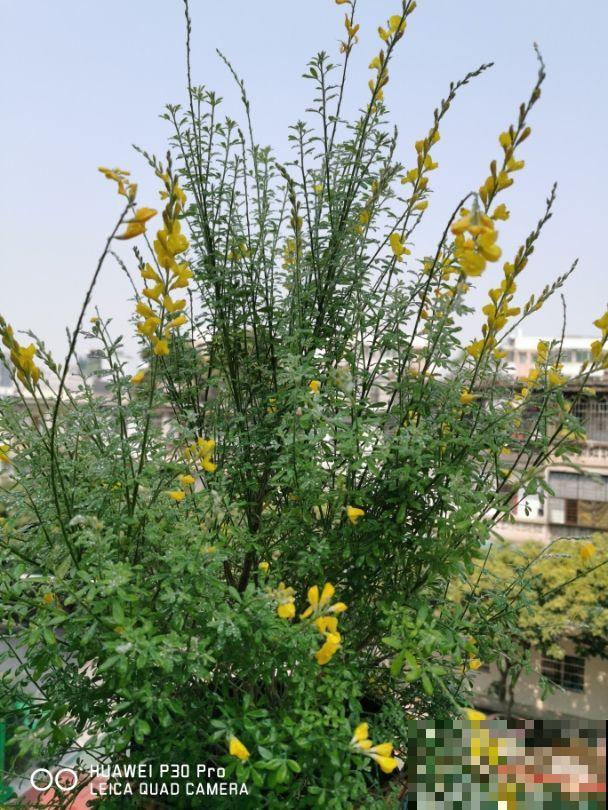 一种花开花金灿灿,一骨碌全是花,寓意很不错 一种花开花金灿灿,一骨碌全是花,寓意很不错