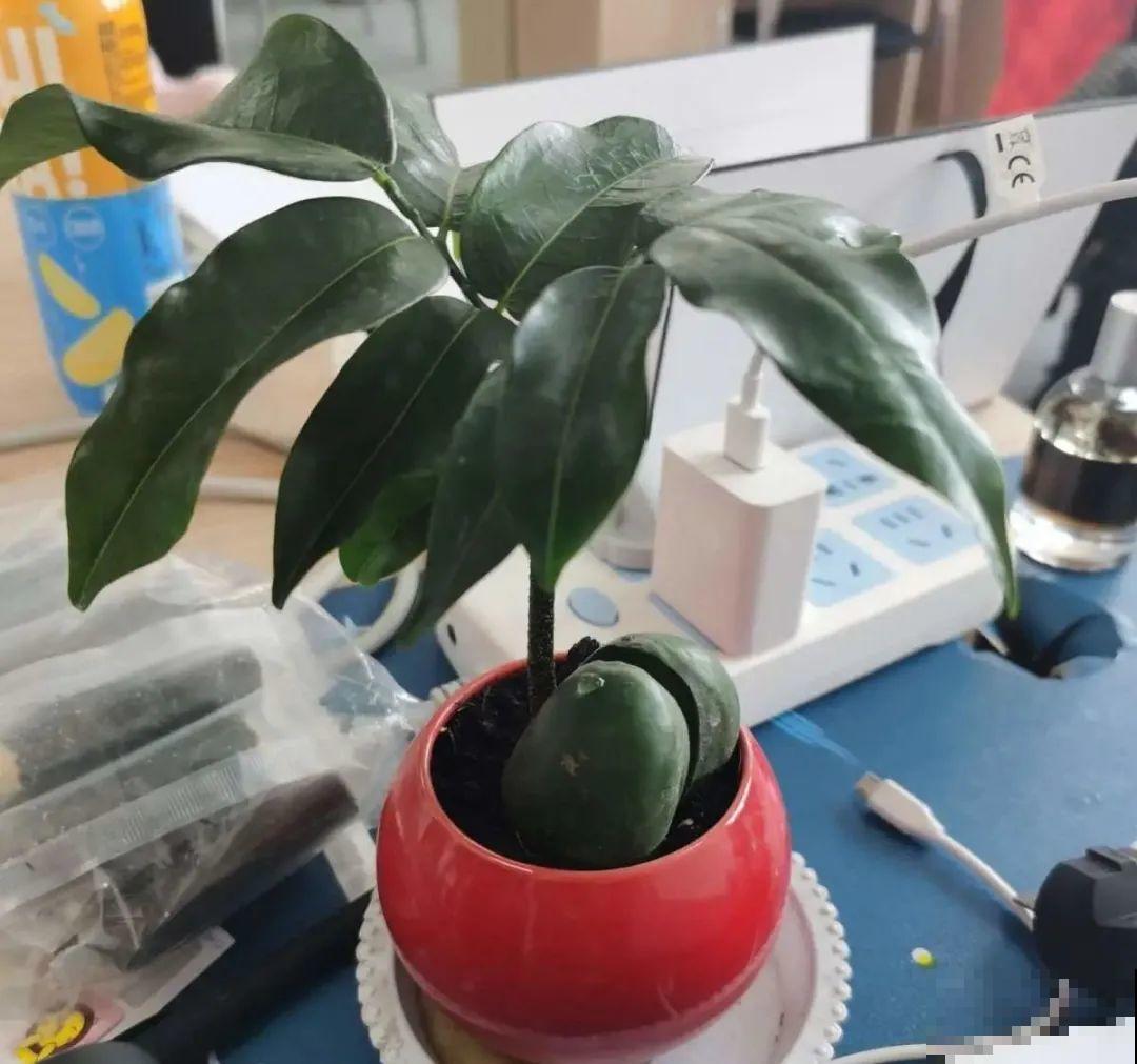 植物长了个大肚子，超级耐旱，一个月不浇水也死不了