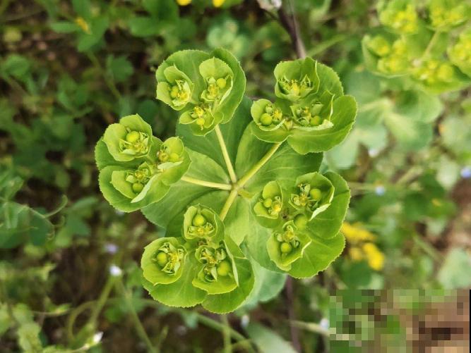 20种有毒花，看见绕道儿走，千万别乱摸