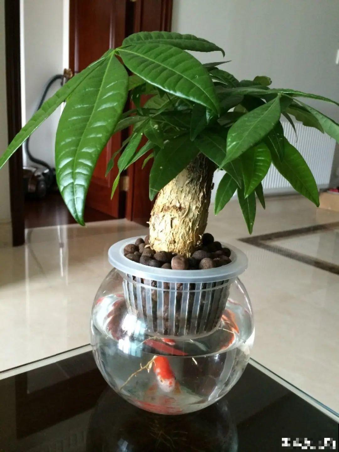 半死不活的花,扔水里,突然长疯了 半死不活的花,扔水里,突然长疯了