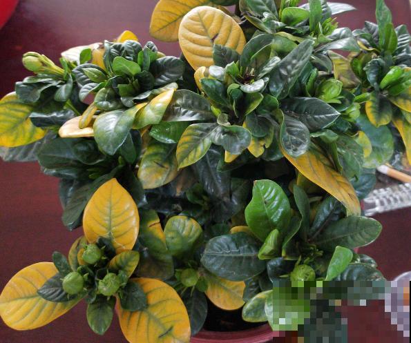 4月养花病虫害，白霜、黑斑、黄点儿···再不治就死光了