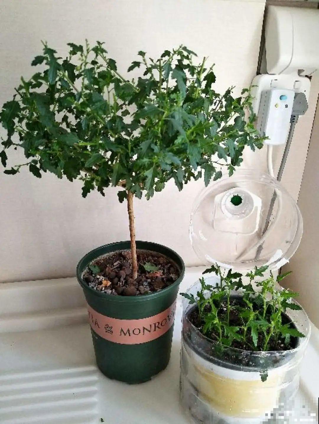 8种花赶紧剃头，剃得越狠，开花越多