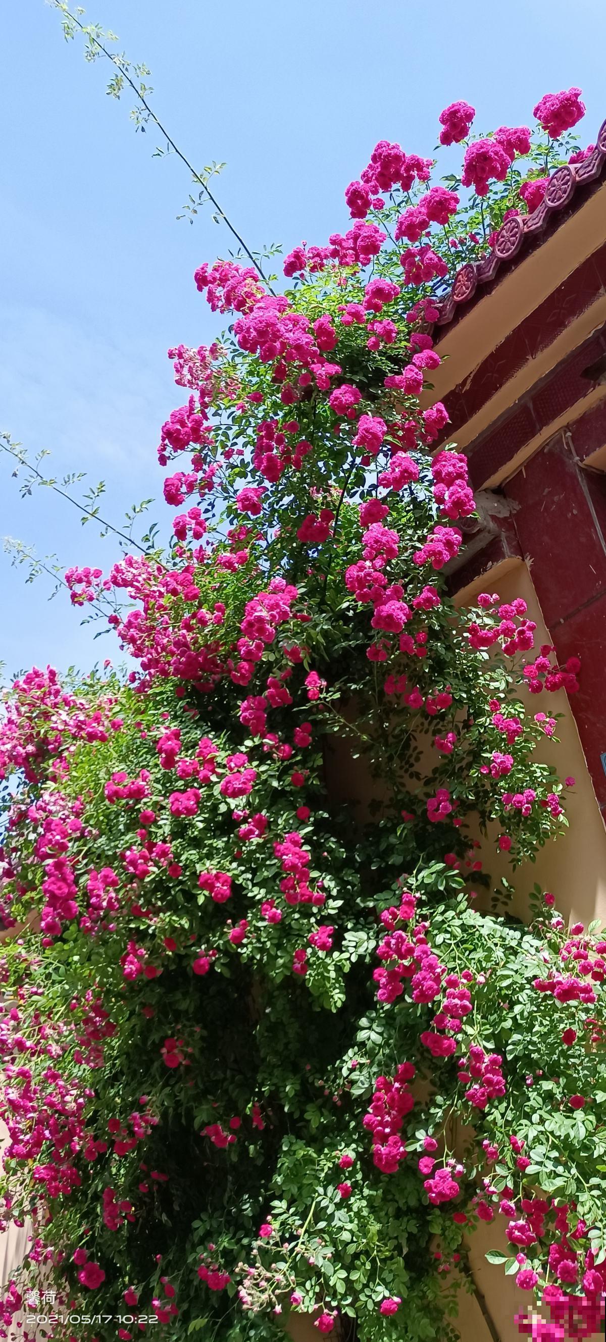 院子里种棵香香花，夏天开满枝条，满院子都是花香