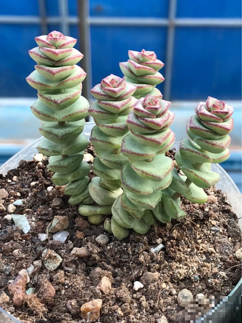 家里养盆招财多肉，颜色鲜艳喜庆，越养越喜欢