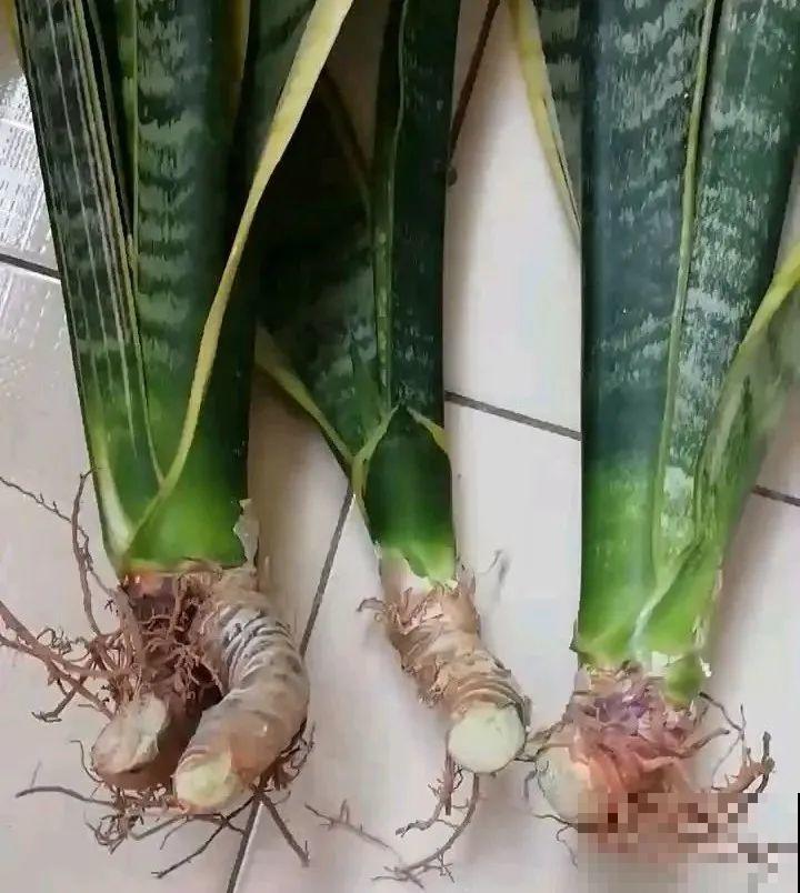 春天最佳繁殖季，扦插播种分株压条，成活率特高