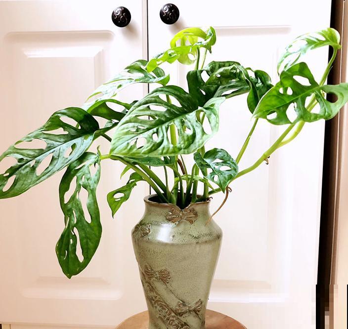 80种常见花卉，读过后，花名难不倒你