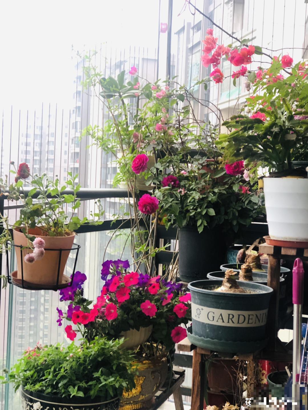 阳台虽小，种点花草，也能变成小花园