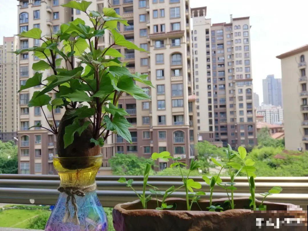 绿萝可以扔了,养盆“格调”花,颜值高还有气质 绿萝可以扔了,养盆“格调”花,颜值高还有气质