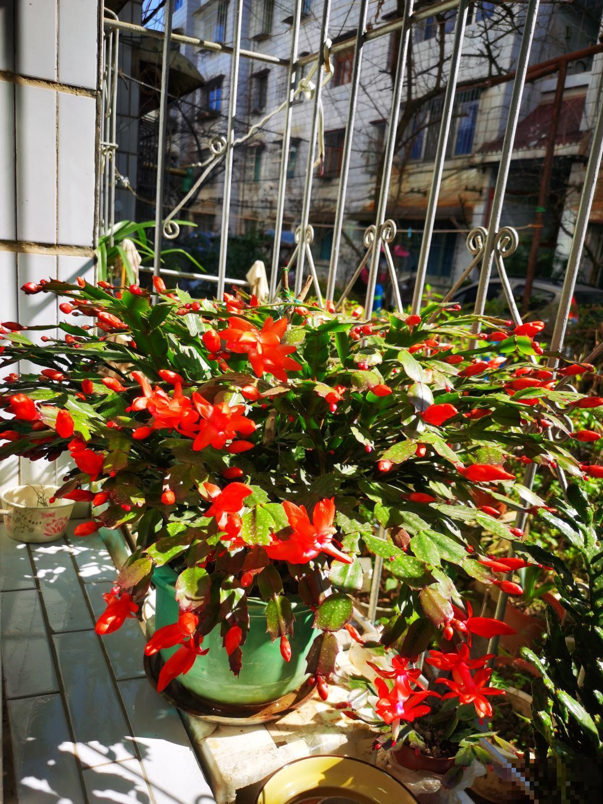 养护蟹爪兰要遵循“生物钟”,春天把花都掰了,下次才能开得多 养护蟹爪兰要遵循“生物钟”,春天把花都掰了,下次才能开得多