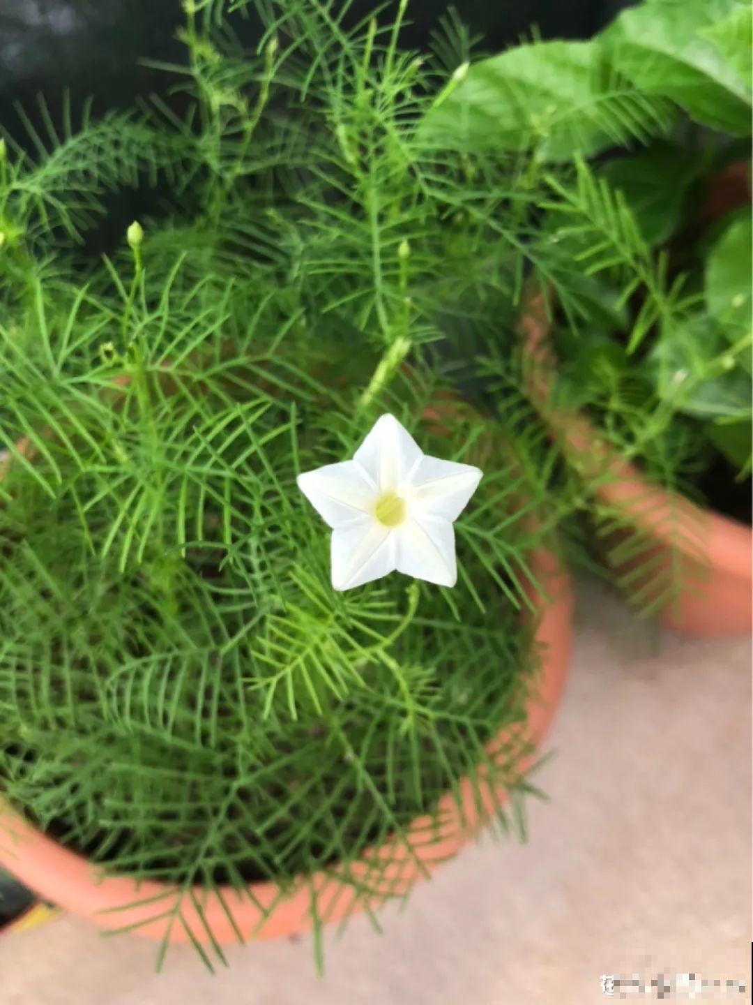 晒不死、热不死的花,越晒花越多,越热长越快 晒不死、热不死的花,越晒花越多,越热长越快