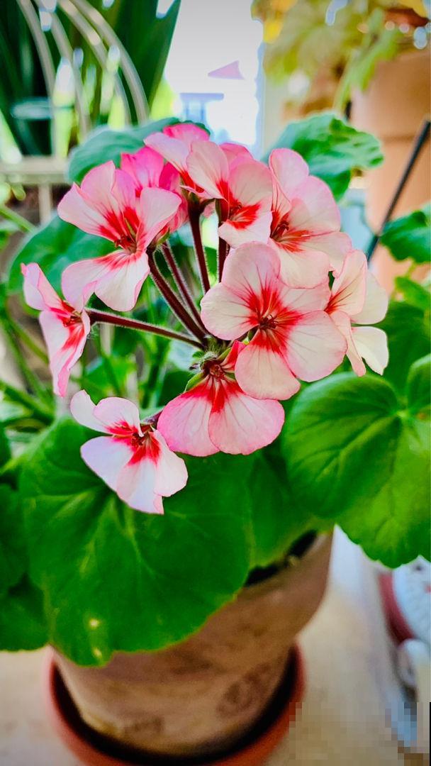 身边有个不喜欢养花的人，对着你冷嘲热讽，你会怎么办？