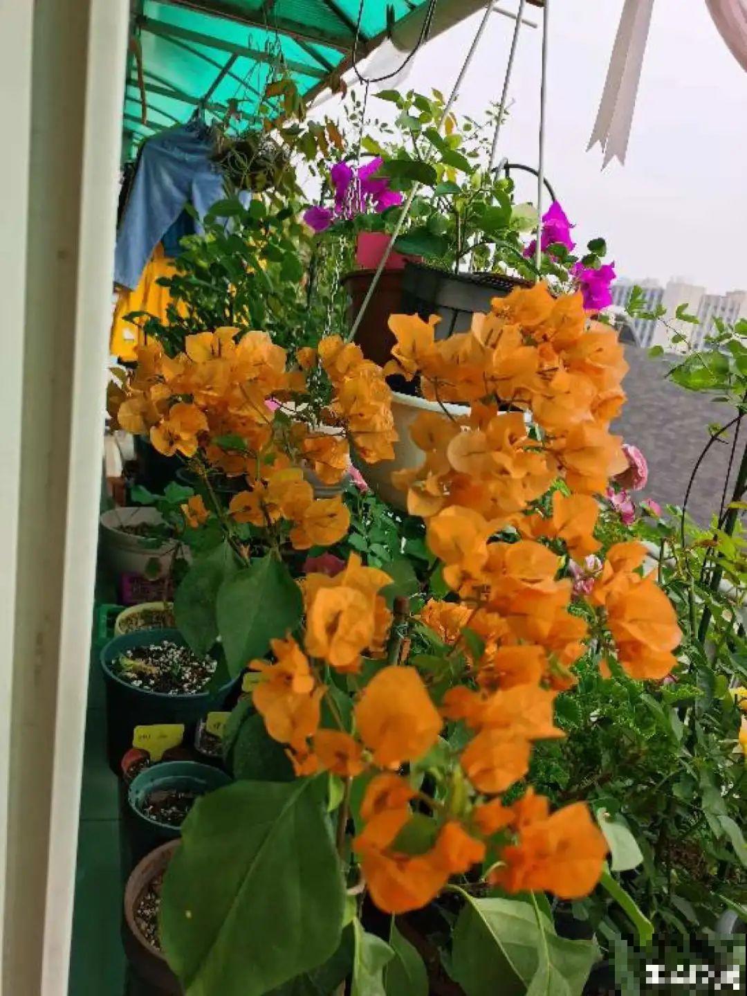 在家养盆“爆花战斗机”，只需要一盆，能开上百天不歇气！