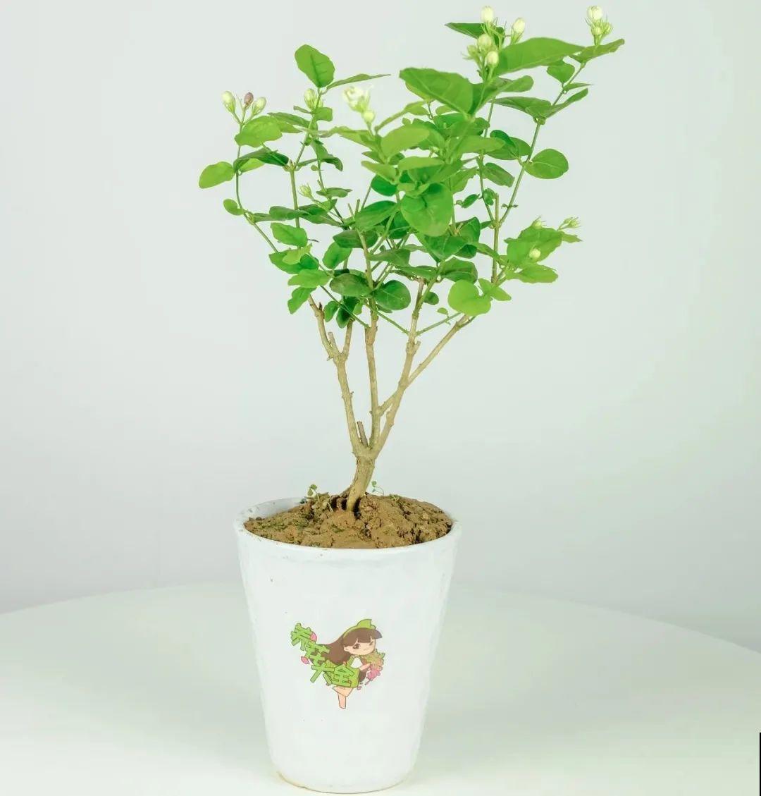 家里养了月季,花后使劲剪,越剪越开花,真省心 家里养了月季,花后使劲剪,越剪越开花,真省心