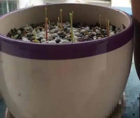 玉米棒子插水里，比绿植长得快，长成清新小盆栽