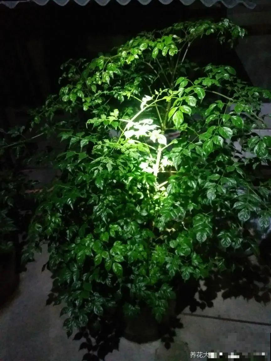 10种花越高越值钱,能长到2米,大高个霸气镇宅! 10种花越高越值钱,能长到2米,大高个霸气镇宅!