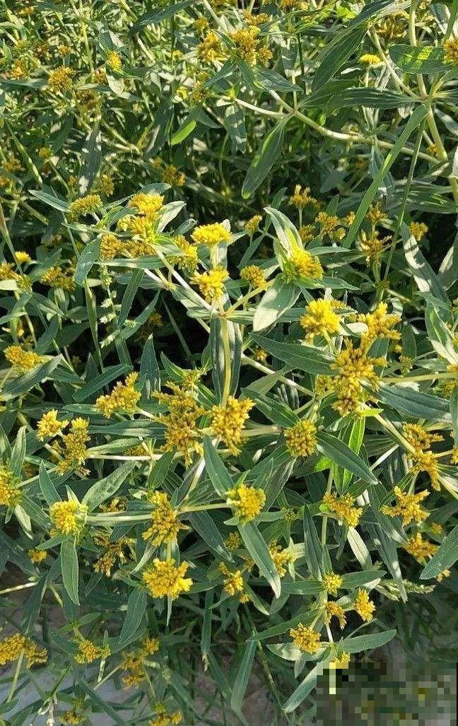 入侵植物太可怕，周围的草全被缠死，谨慎养护